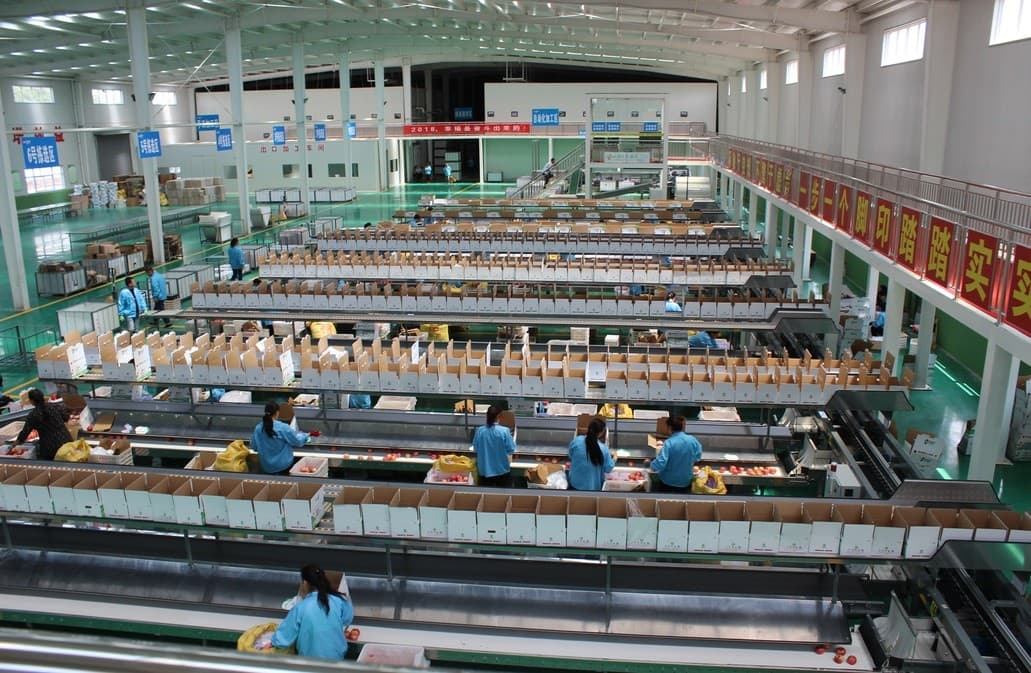 apple sorting line